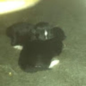 Meet your Posher, Crystal